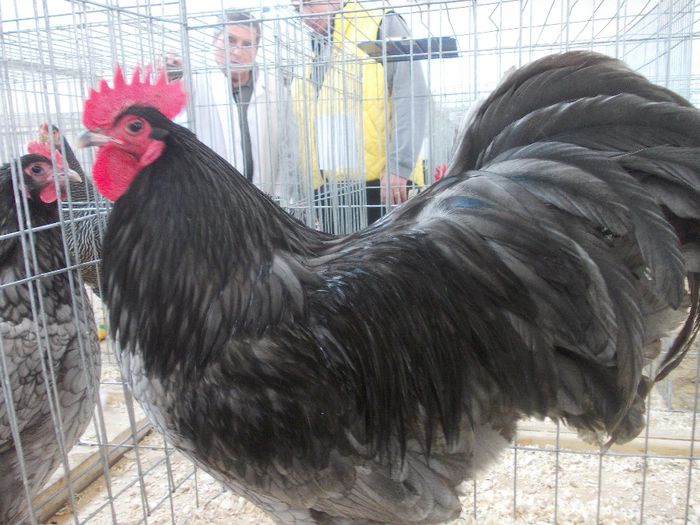 K - Expo Asociatia CREASTA COCOSULUI Baia Mare 2014