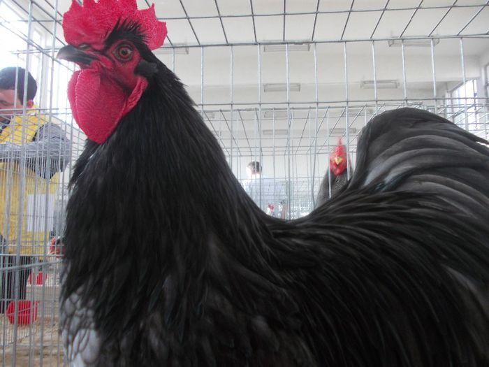 K - Expo Asociatia CREASTA COCOSULUI Baia Mare 2014