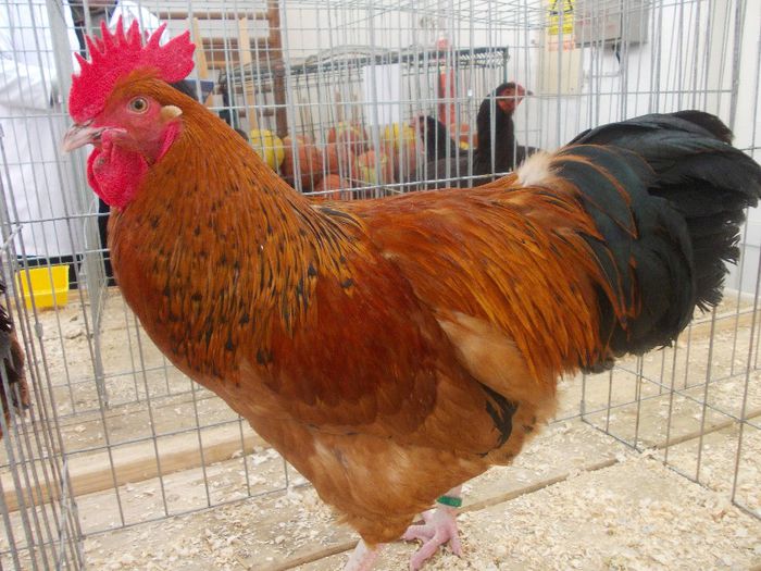 K - Expo Asociatia CREASTA COCOSULUI Baia Mare 2014