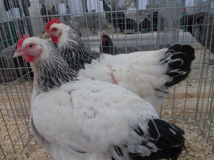 K - Expo Asociatia CREASTA COCOSULUI Baia Mare 2014