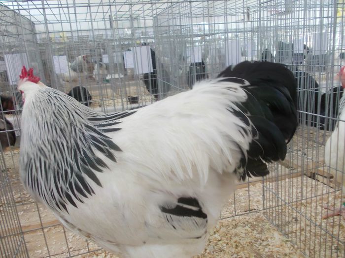 K - Expo Asociatia CREASTA COCOSULUI Baia Mare 2014