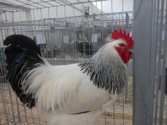 K - Expo Asociatia CREASTA COCOSULUI Baia Mare 2014