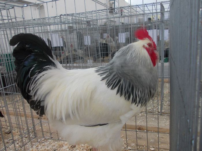 K - Expo Asociatia CREASTA COCOSULUI Baia Mare 2014