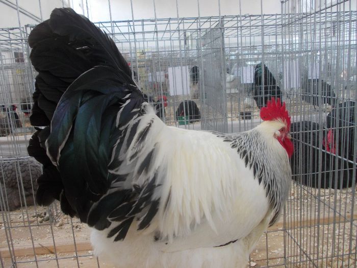 K - Expo Asociatia CREASTA COCOSULUI Baia Mare 2014