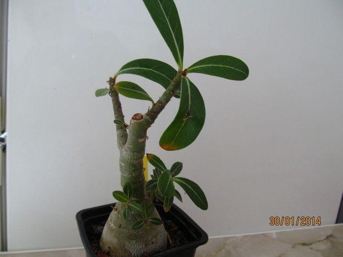 IMG_4852 - Adenium