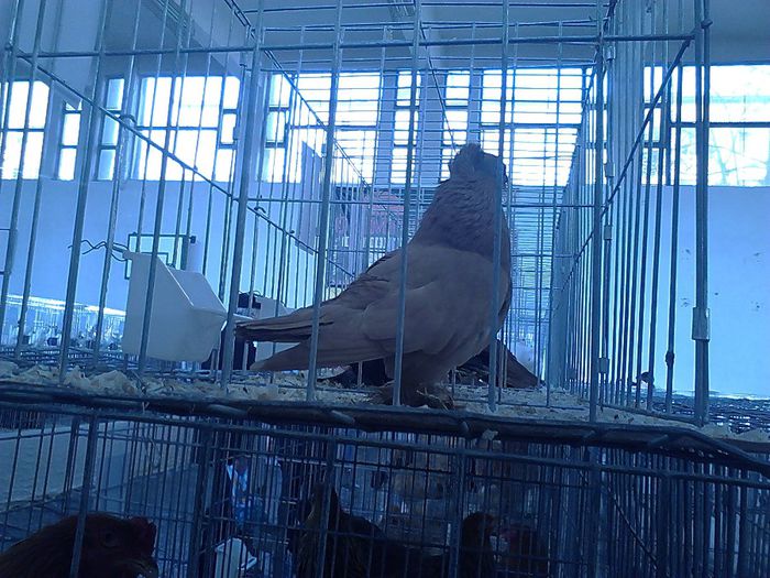 IMG_20140131_151332_544 - x-x PORUMBEII expo BM