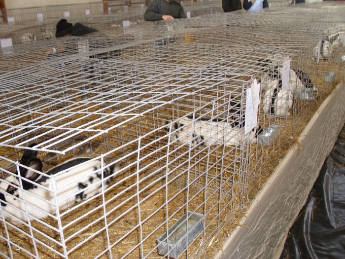 DSCI0078 - expo maramures 31-2 februarie 2014