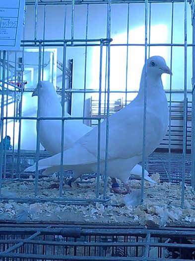 IMG_20140131_152006_257 - x-x PORUMBEII expo BM