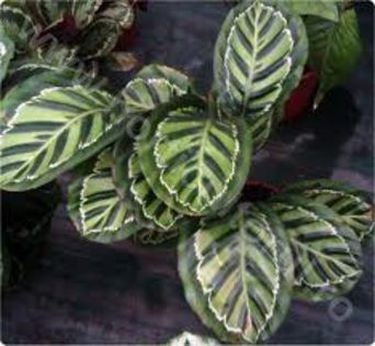 images (3) - imi doresc aceste calathei