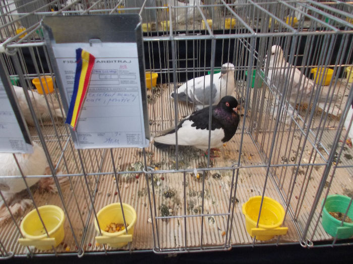 kepek 014 - Expozitia Columbofila in Bistrita