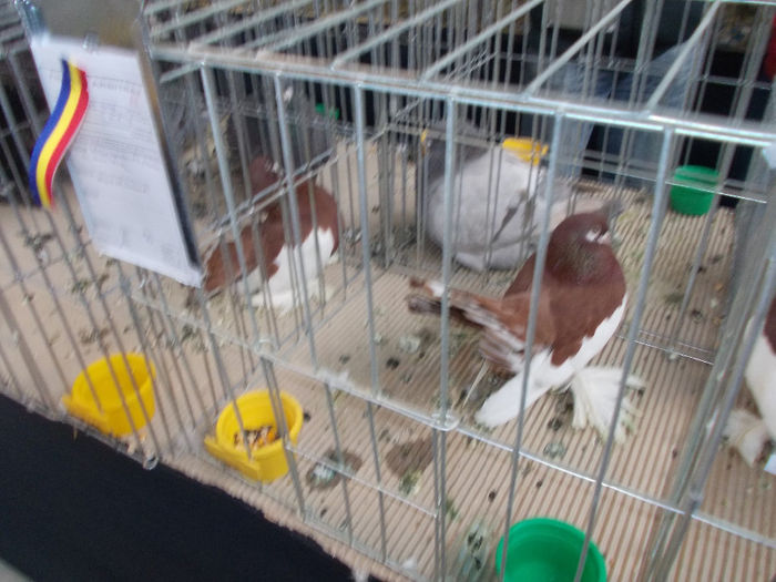 kepek 015 - Expozitia Columbofila in Bistrita