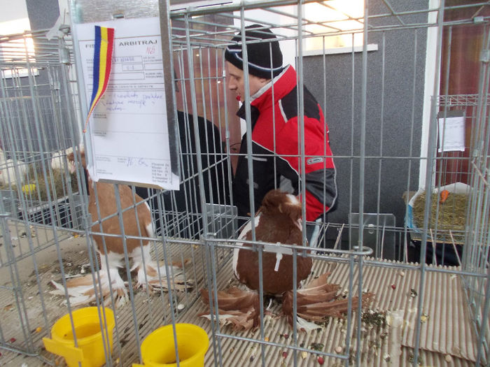 kepek 016 - Expozitia Columbofila in Bistrita