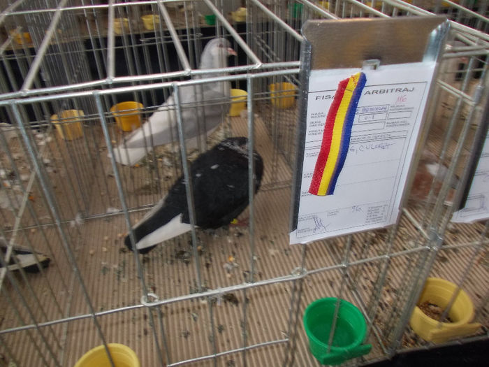 kepek 017 - Expozitia Columbofila in Bistrita