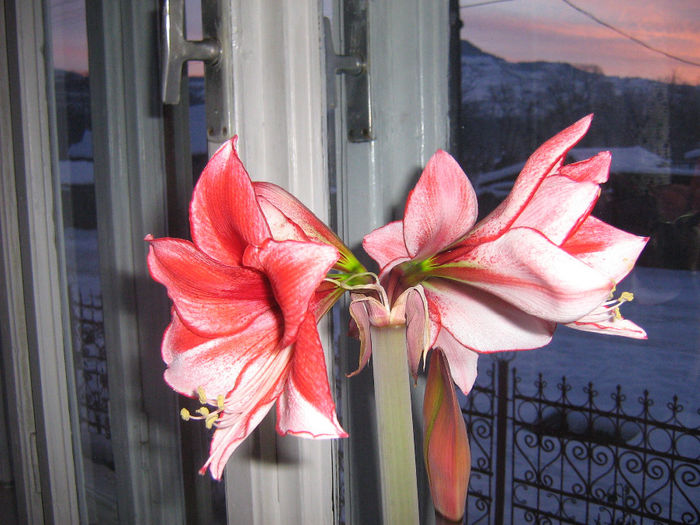 amaryllis 002