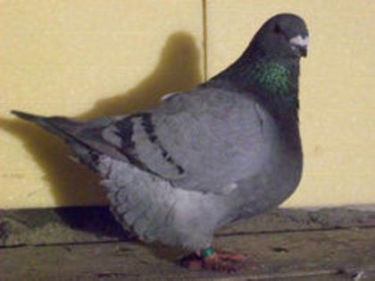 94893249_OYHWQFA3 - m---PORUMBEI VANDUTI