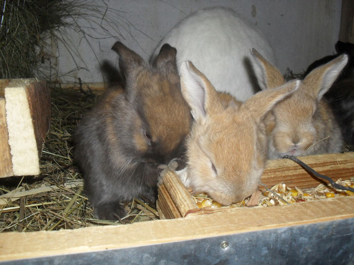 SDC16015 - 31_01_2014