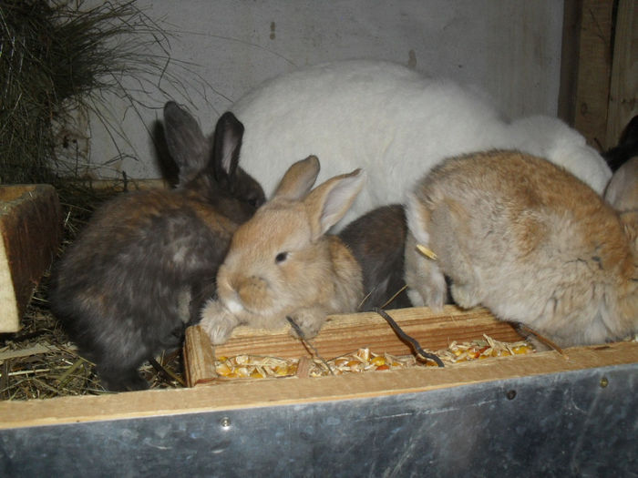 SDC16016 - 31_01_2014