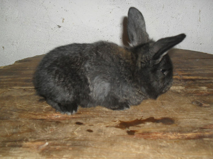 SDC16025 - 31_01_2014