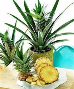 ananas4 - Ananas plante de VANZARE