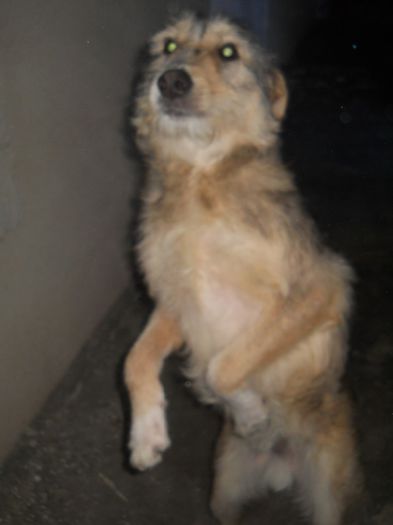 si cel de-al 3 obraznic