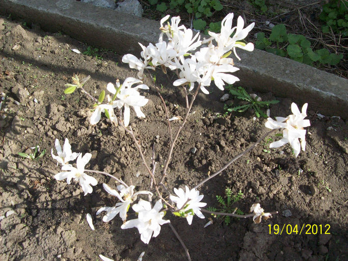 magnolia stelatta - 9Gradina 2012