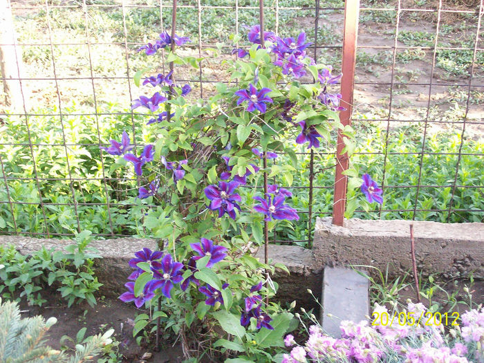 clematita - 9Gradina 2012