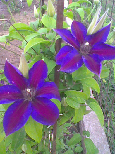 clematita fara nume