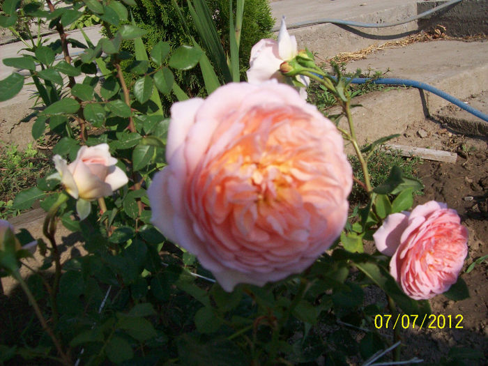 abraham darby - 9Gradina 2012