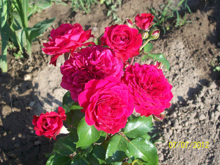 red leonardo da vinci