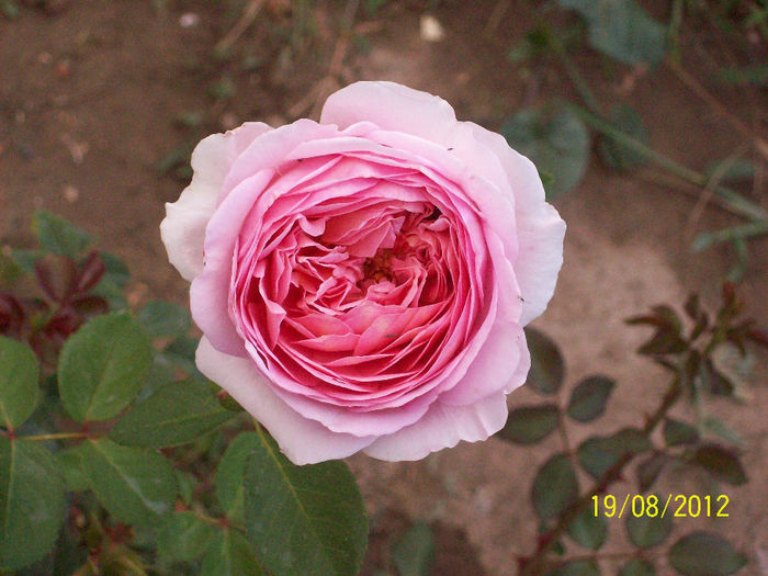 abraham darby