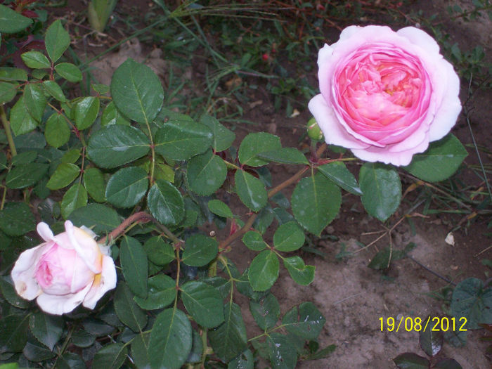 abraham darby