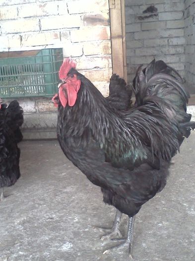 IMG1579 - 2014-Australorp