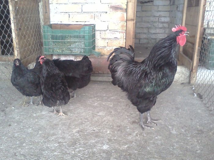 IMG1580 - 2014-Australorp