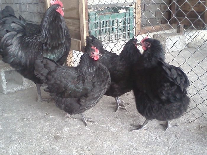 IMG1582 - 2014-Australorp