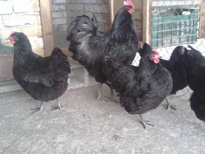 IMG1583 - 2014-Australorp