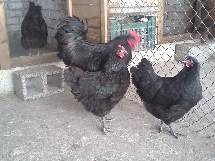 IMG1584 - 2014-Australorp