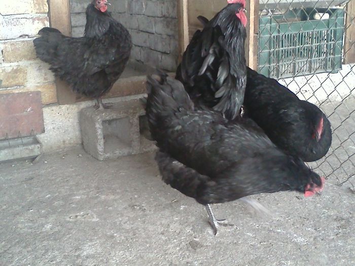 IMG1586 - 2014-Australorp