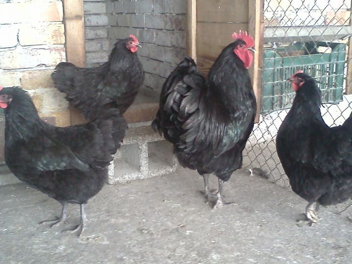 IMG1587 - 2014-Australorp