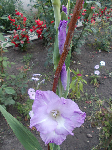 Picture 051 - Flower Power