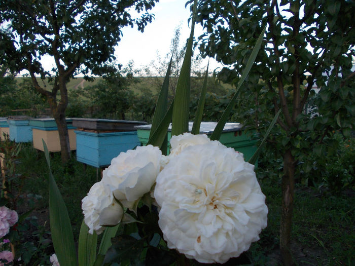 nikon-020 - Flower Power