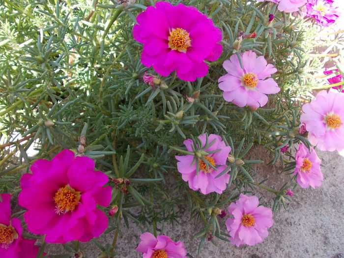 Picture 134 - Flower Power