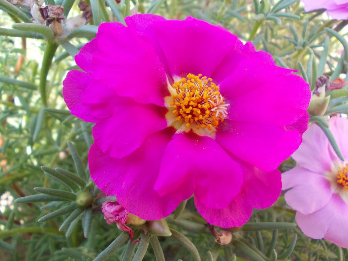 Picture 135 - Flower Power