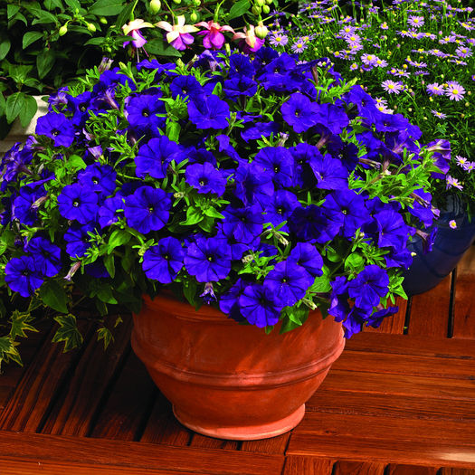 sg_petunia_milliflora_picobella_F1_blue_2