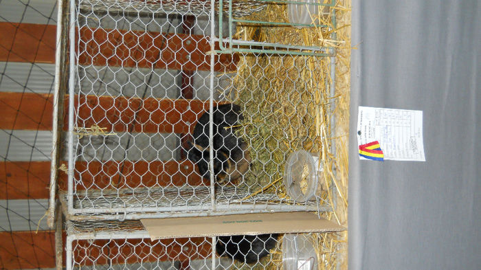 Expo Marghita 2014-02. febr. 049