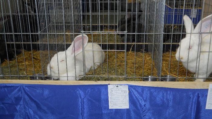 Copy of Expo Marghita 2014-02. febr. 002