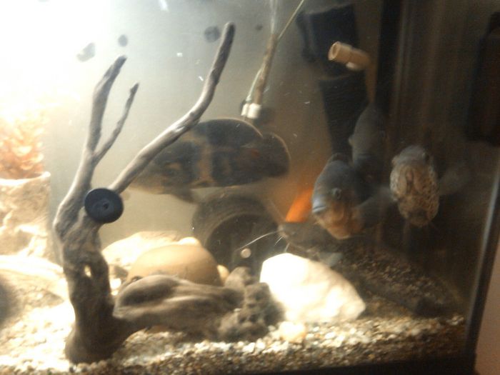 busteni 143; intr-un acvariu cu ciclide americane am aclimatizat,un somn autohton
