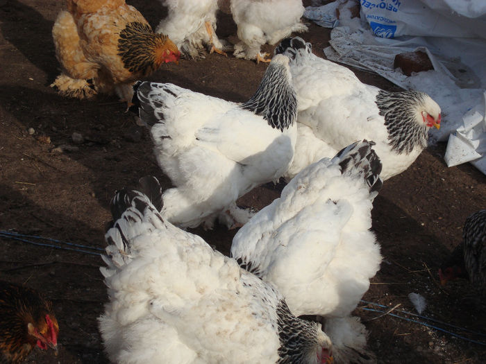 DSC04232 - BRAHMA-DEC 2013-IAN 2014