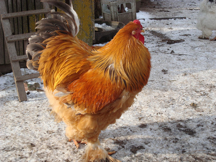 DSC04235 - BRAHMA-DEC 2013-IAN 2014