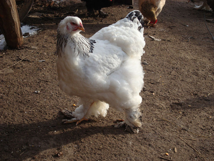 DSC04240 - BRAHMA-DEC 2013-IAN 2014