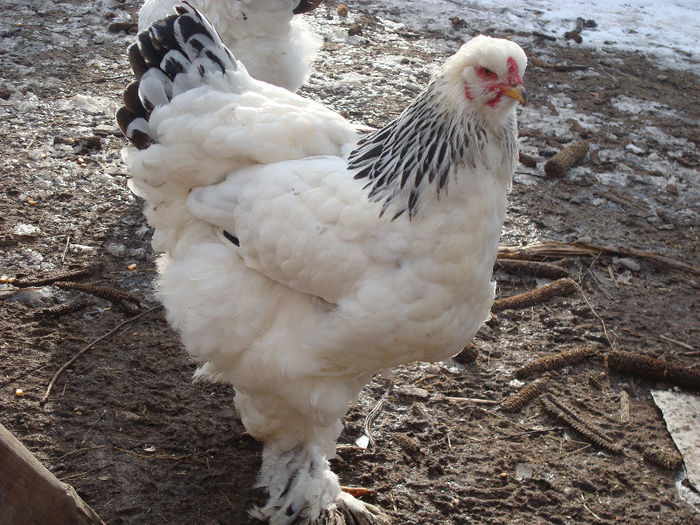 DSC04241 - BRAHMA-DEC 2013-IAN 2014